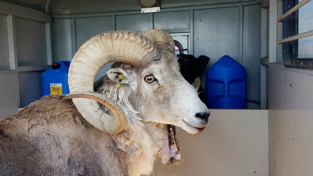 A photo provided by the Montana Fish, Wildlife, and Parks department depicts a sheep involved in an illicit scheme to breed hybrid species of wild sheep, destined for sale to hunting preserves in Texas.