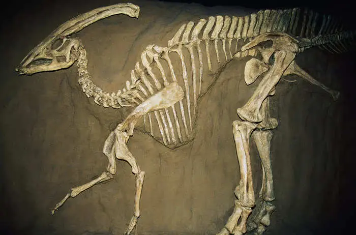 A man in France discovered a dinosaur skeleton while walking his dog. 